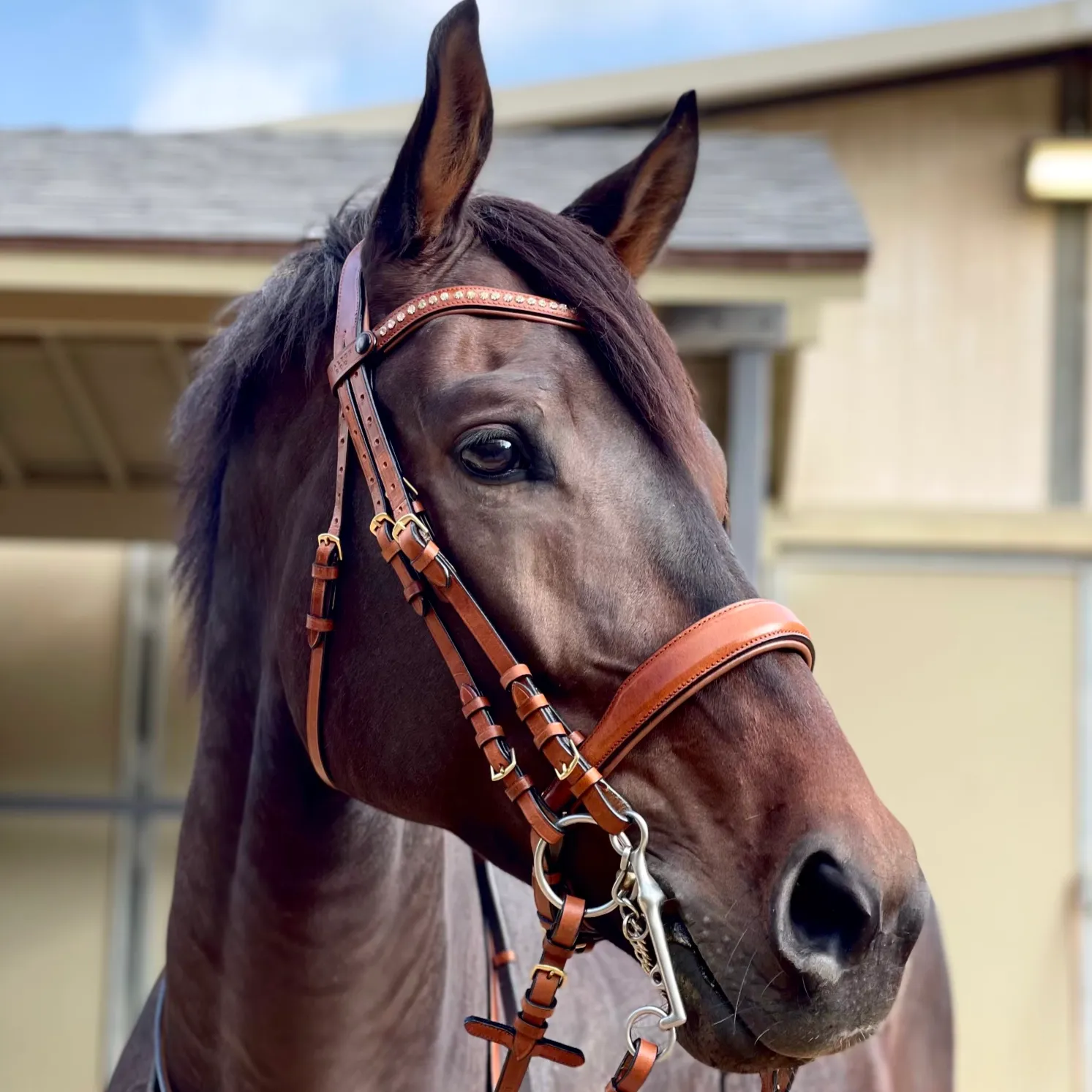 Savannah - Brown Leather Double