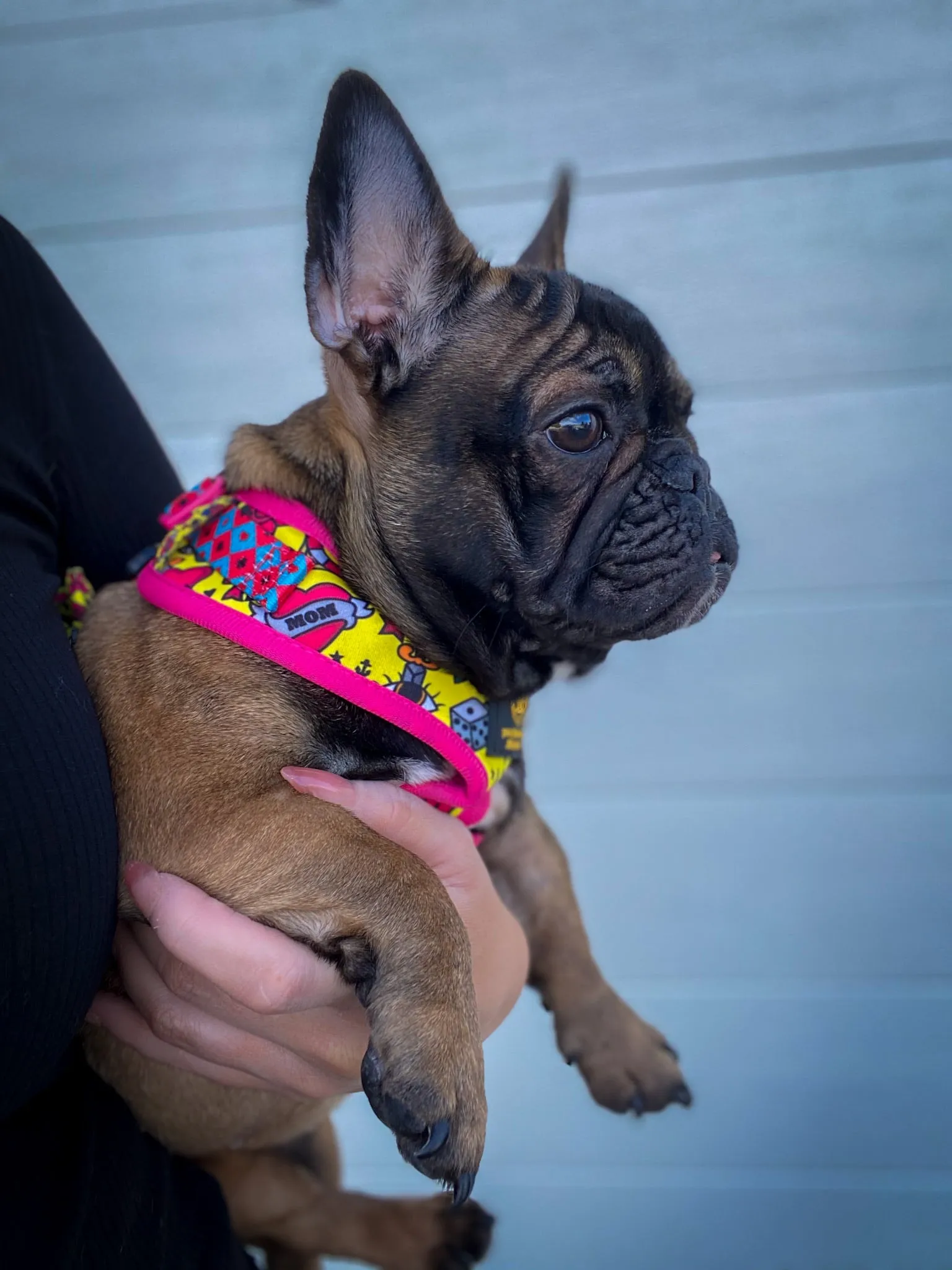 🔥NEW ARRIVAL 🔥 “Queen of hearts “ 👑💕Puppy Adjustable Harness