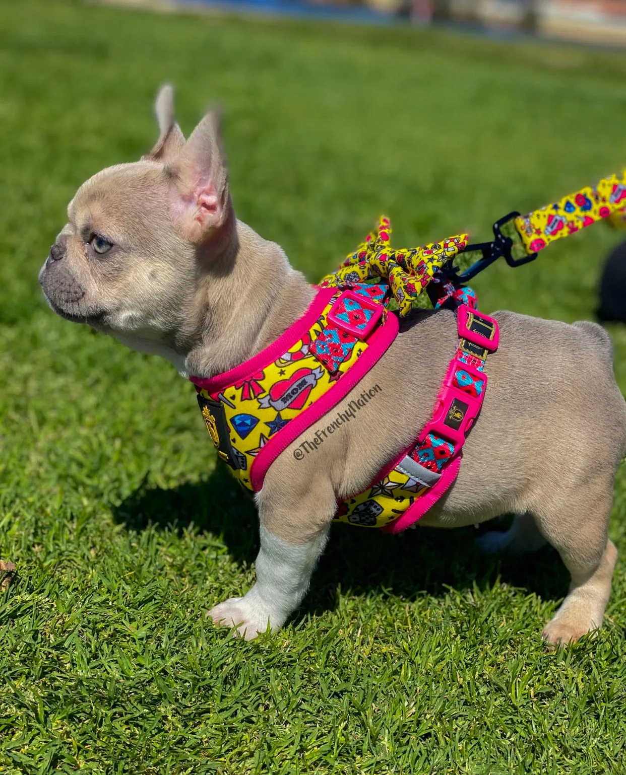 🔥NEW ARRIVAL 🔥 “Queen of hearts “ 👑💕Puppy Adjustable Harness